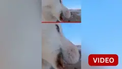 பனிச்சறுக்கு நாய்