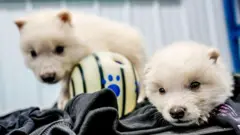 جروا ذئب من تقنية استنساخ جينات