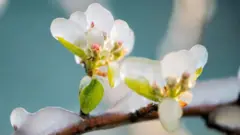 Квітка на плодовому дереві в льоду