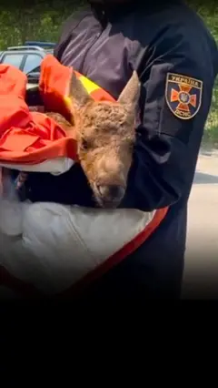 лось