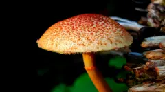 બિલાડીનો ટોપ 