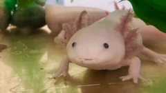  سمندل الأكسولوتل