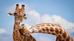 Пара жирафів: один нахилив голову до іншого, і вони обидва дивляться в камеру.