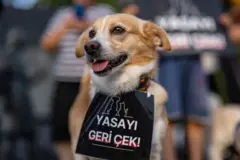 Yasayla ilgili protestolar devam ediyor