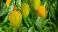  ગુજરાતના કેરી ઉગાડતા ખેડૂતોએ પાક વધારવો હોય તો કેવી રીતે આધુનિક ખેતી કરવી જોઈએ?(પ્રતીકાત્મક તસવીર)