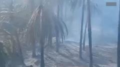 آتش‌سوزی گسترده در نخلستان‌های دهستان ابتر در ایرانشهر