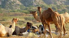 ભરુચ ભરૂચ ઊંટના મોત 