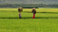 நெல் ஈரப்பதம், குறுவை பயிர்