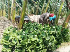 रौतहटको चन्द्रपुर नगरपालिका, गैँडाटारमा बजार लैजान काटेर सङ्कलन गरी राखिएका केराका घरी 