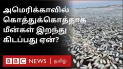 ஆமெரிக்கா, டெக்சாஸ், மீன்கள்