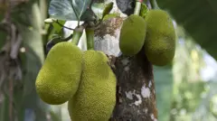 பலாப்பழம்