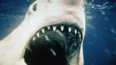 Jaws filmindeki büyük beyaz köpekbalığı