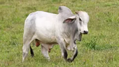 Zebu branco com corcunda típica da sua raça