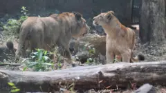 సింహాలు 