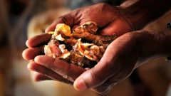 يدان سمراوتان تحملان كمية من اللبان