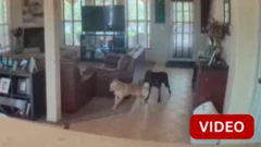 அமெரிக்கா 