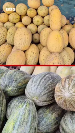 تصویر دو نوع خربوزه 