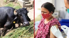 రేబిస్, గేదె, వ్యాక్సీన్