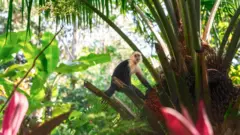 Un mono capuchino cariblanco entre la frondosa vegetación de Corcovado