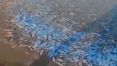 تلف شدن هزاران ماهی در گناوه