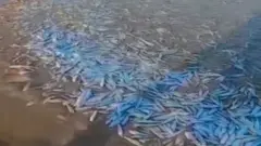 تلف شدن هزاران ماهی در گناوه