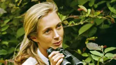 Jane Goodall con unos prismáticos en la mano en el Parque Nacional Gombe Stream, en Tanzania, en 1965.
