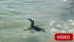 சுற்றுலா பயணிகளுடன் ஜாலியாக நீச்சலடித்த பென்குயின்