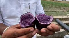 ஊதா நிறத்திலான உருளைக் கிழங்குகளை விளைவிக்கும் பஞ்சாப் விவசாயி