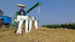धान उत्पादन