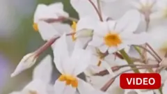 வறண்ட பாலைவனத்தில் 'பூக்கள் பூத்த தருணம்'