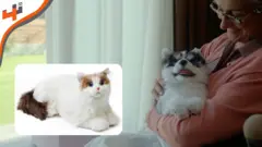 معرض CES.. روبوتات تشبه وتتصرف كالحيوانات الأليفة