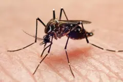 ડેન્ગ્યુ 
