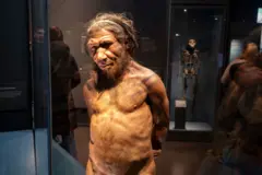 Recriação de um neandertal, na exposição sobre a evolução humana do Museu de História Natural de Londres
