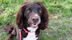 Dolly, a brown cockapoo with a white chest, with a red collar and lead, sits in a grassy area. She is looking up towards the camera