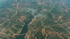Hutan gundul di Kalimantan Timur.