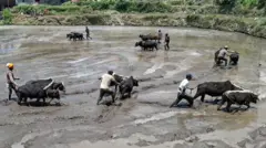 डोल्पामा किसानहरू