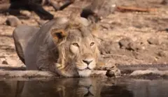 સિંહોના મૃત્યુ, અમરેલી, ગીર, બીબીસી ગુજરાતી