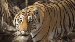 పులి 