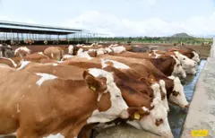 ናይ ጸባ ከብቲ