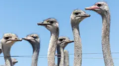 Un grupo de avestruces en una granja de EE.UU.