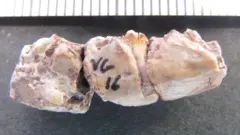 Una fotografía de tres fragmentos de hueso de color marrón rosáceo unidos entre sí. La inscripción VG16 está escrita con tinta negra sobre el fragmento central.