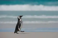Foto de um pinguim caminhando na praia