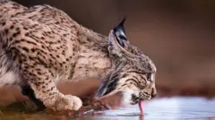 Lince ibérico fotografadofoguetinho betano funcionaAprisco, na Espanha