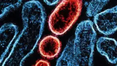 Colorised transmission electron micrograph of mature extracellular Nipah virus particles (red) near the periphery of an infected VERO cell (blue)