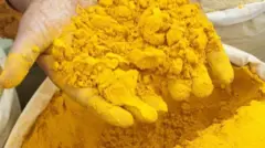 কমলা ঘেঁষা হলুদ রঙ ‘ইন্ডিয়ান ইয়োলো' বেশ জনপ্রিয় হয়ে উঠেছিল। 