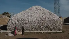 Орусиянын курал чыгарган заводдору пахтаны Өзбекстандан сатып алышат