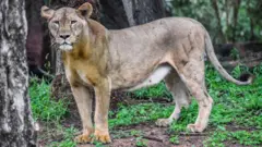 ગીરની સિંહણ