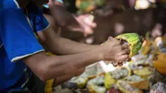 Mãosgalo betanorapaz trabalhando com cacau