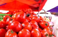 घाना में महंगे हुए टमाटर