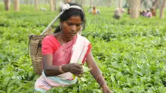 இரான்–இஸ்ரேல் மோதல், இந்திய தேயிலை, வணிகம்

